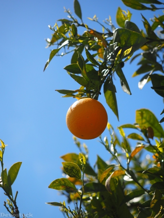 Devostock Orange fruit  (57)