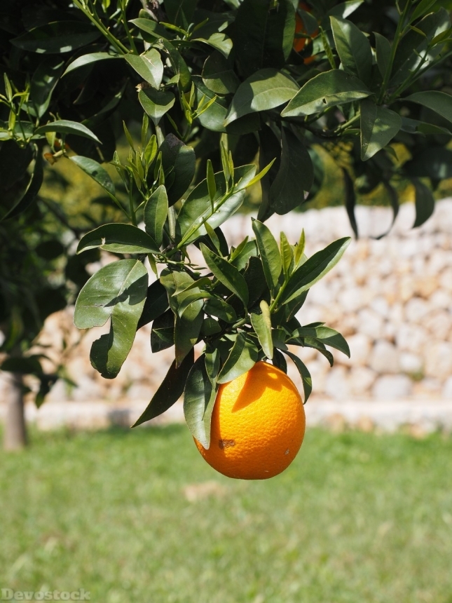 Devostock Orange fruit  (58)