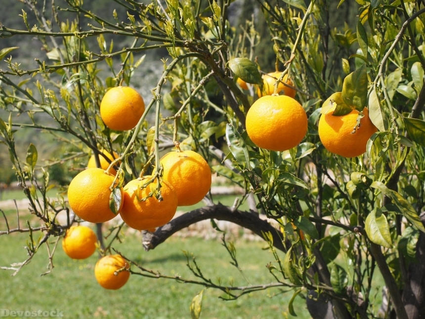 Devostock Orange fruit  (59)