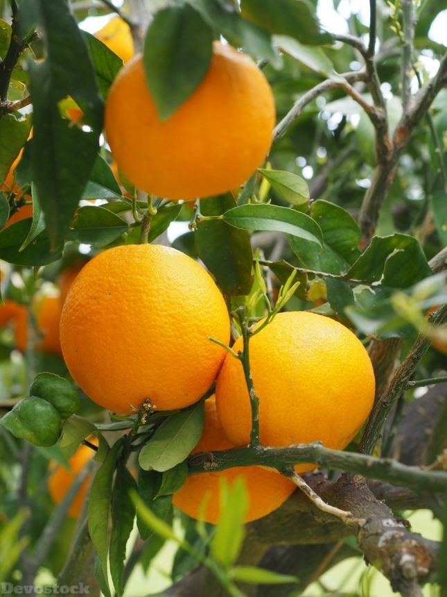 Devostock Orange fruit  (60)