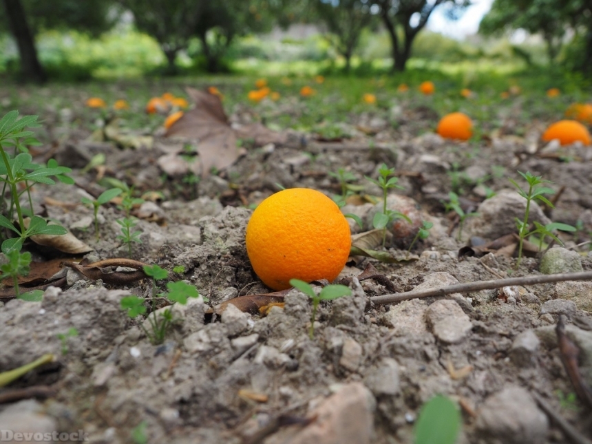 Devostock Orange fruit  (61)