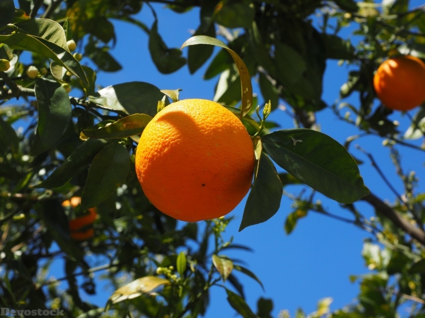 Devostock Orange fruit  (62)