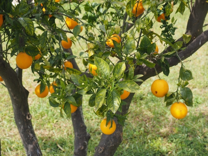 Devostock Orange fruit  (63)
