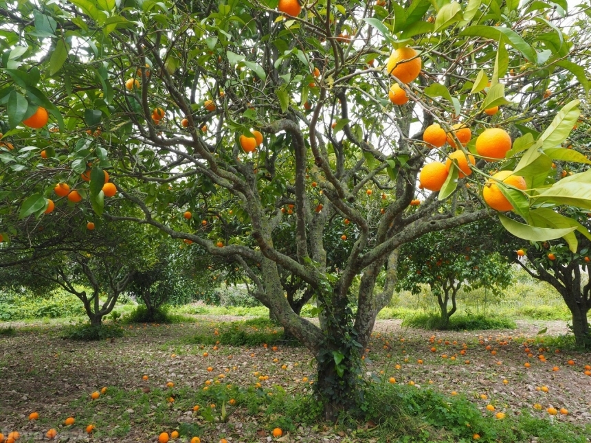 Devostock Orange fruit  (68)
