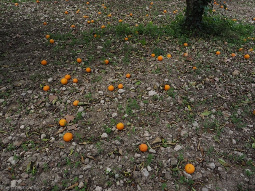 Devostock Orange fruit  (69)