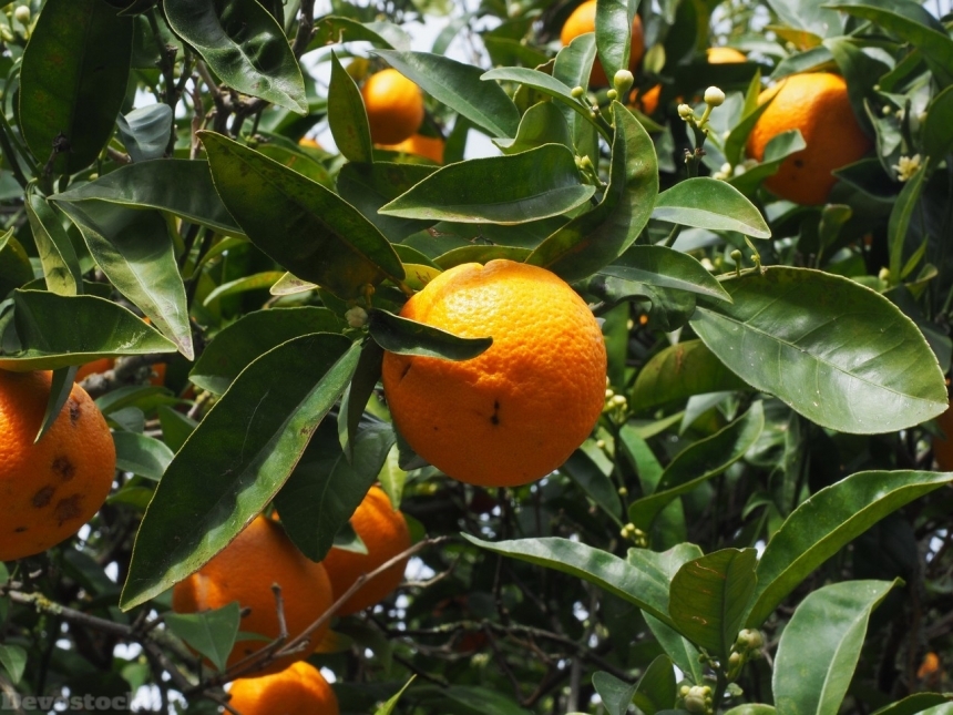 Devostock Orange fruit  (70)