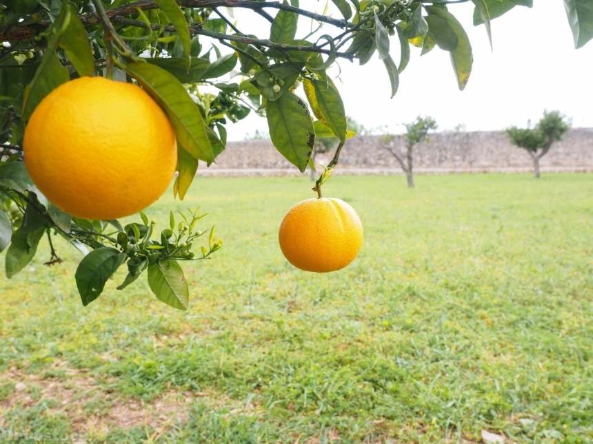 Devostock Orange fruit  (71)