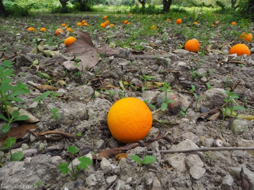 Devostock Orange fruit  (72)