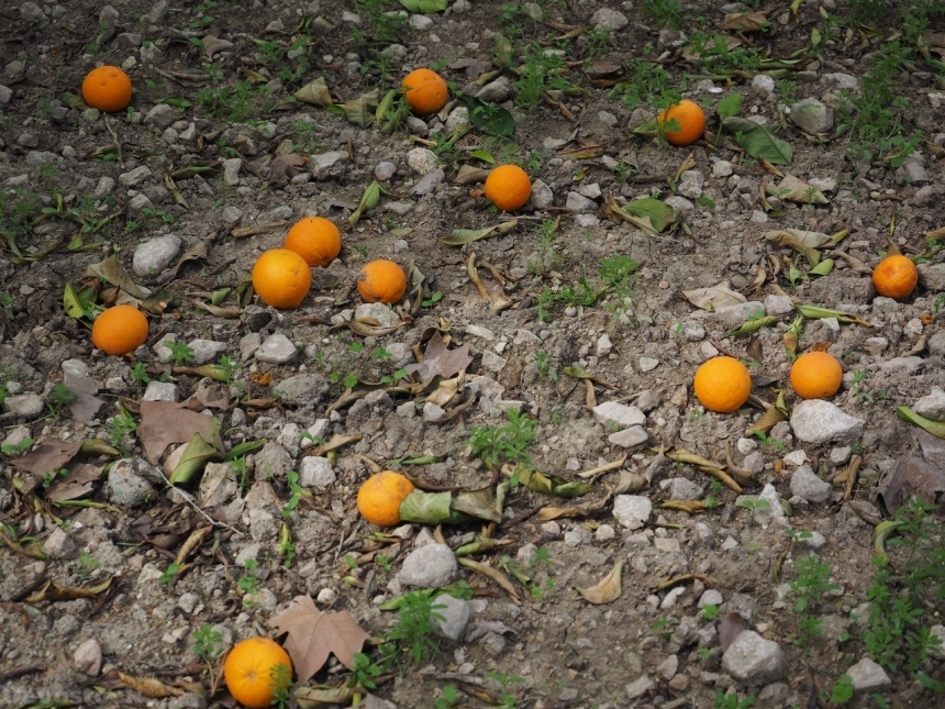 Devostock Orange fruit  (74)