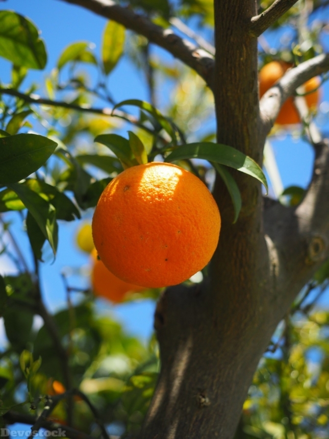 Devostock Orange fruit  (75)