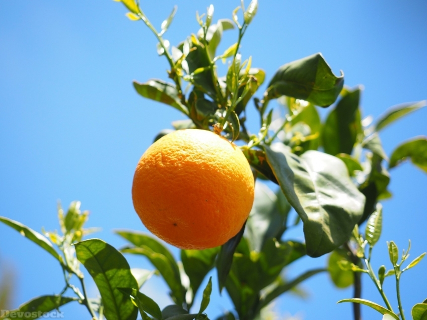 Devostock Orange fruit  (78)