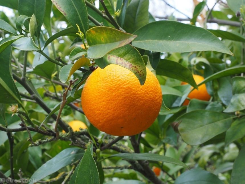 Devostock Orange fruit  (79)
