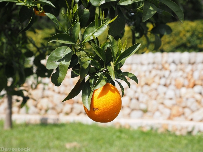 Devostock Orange fruit  (80)
