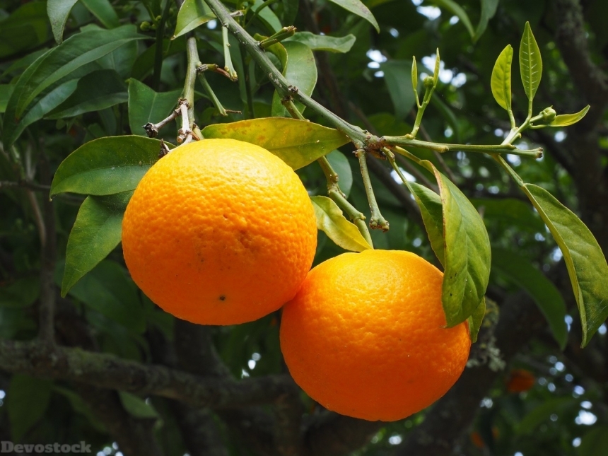 Devostock Orange fruit  (90)
