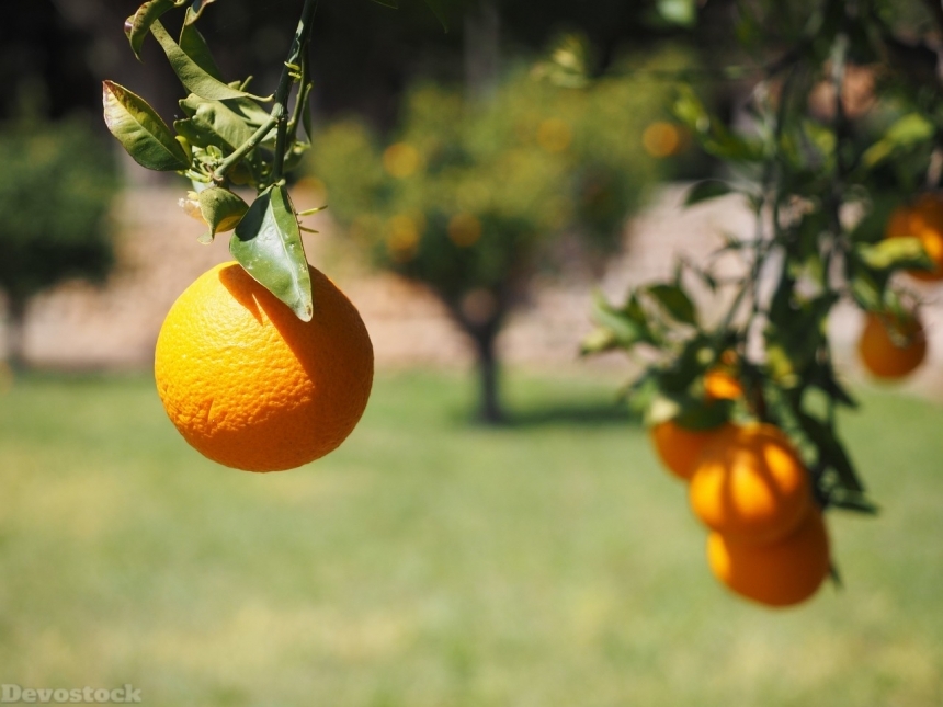 Devostock Orange fruit  (91)