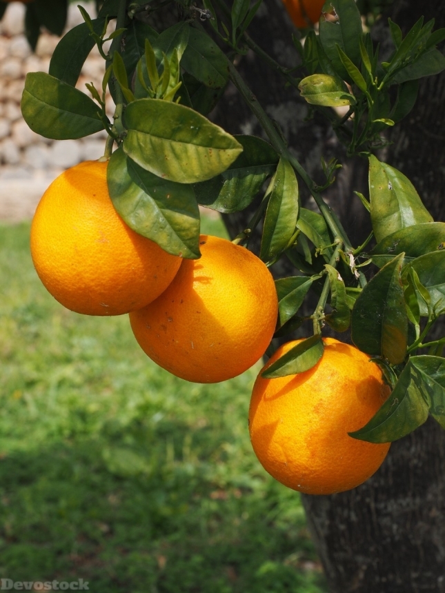 Devostock Orange fruit  (92)