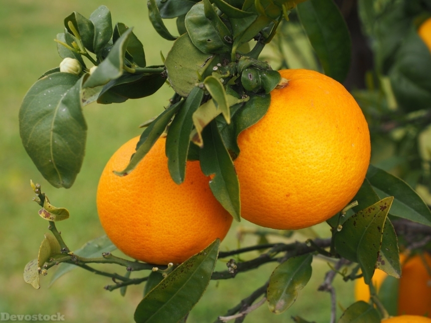 Devostock Orange fruit  (94)