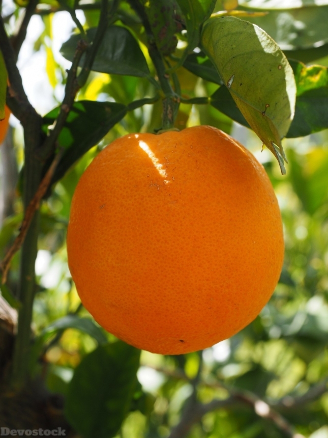 Devostock Orange fruit  (97)