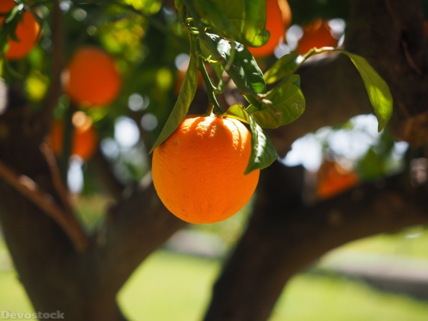 Devostock Orange fruit  (98)