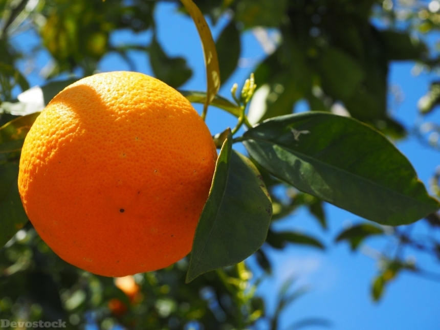 Devostock Orange fruit  (99)