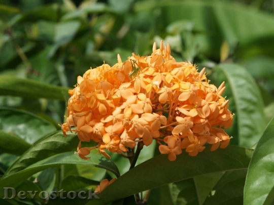 Devostock orange-jungle-geranium-dsc04637-wp