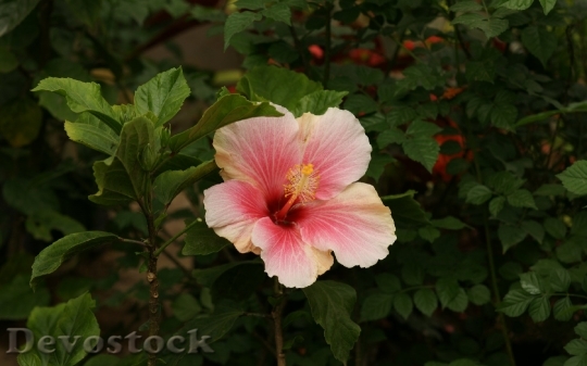 Devostock orange-pink-hibiscus-dsc00517-a3ws