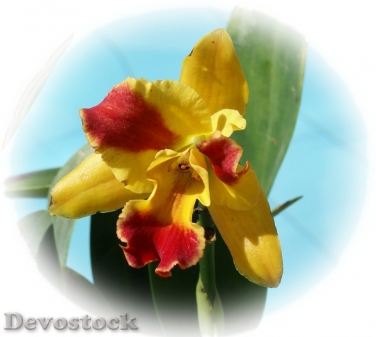 Devostock orchidcattlreyayellowarum-dsc07049