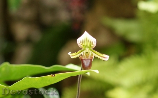 Devostock orchid-dsc02851-a3ws