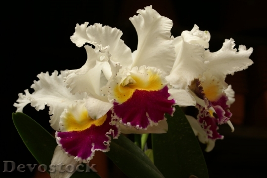 Devostock orchidflower-dsc02391-a1