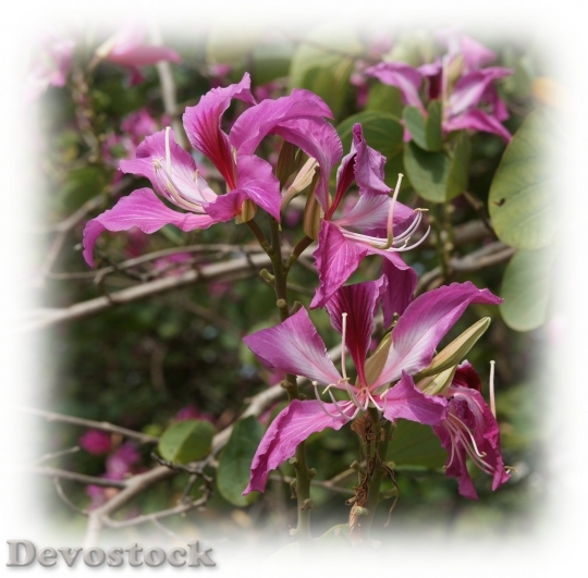 Devostock orchidtreeflower-dsc02886