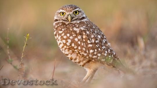 Devostock Owl different face expressions (2)