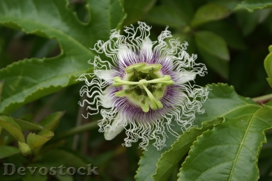 Devostock passionfruitflower-dsc02068