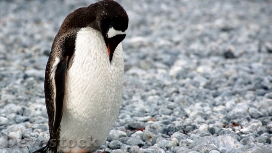 Devostock Penguin cute stock (1)
