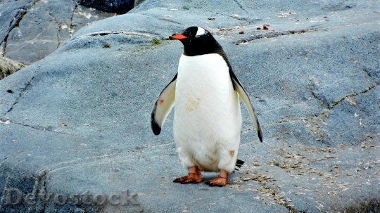 Devostock Penguin cute stock (11)
