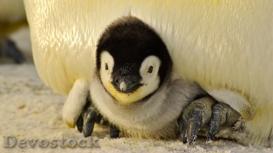 Devostock Penguin cute stock (5)