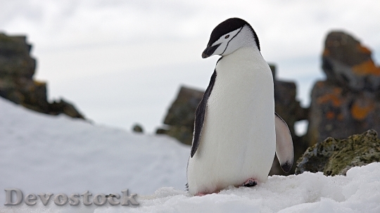 Devostock Penguin cute stock (9)
