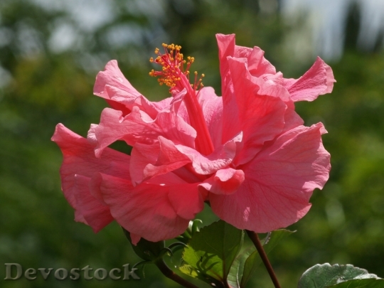 Devostock pink-hibiscus-dsc04562-wp