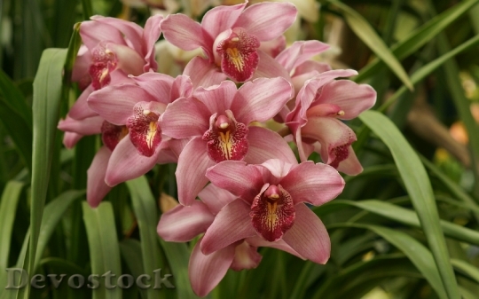 Devostock pinkorchid-dsc00134-a3ws