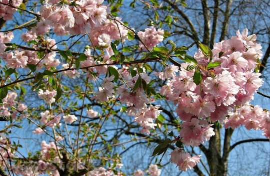 Devostock Plum blossoms unique  (1)