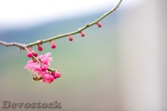 Devostock Plum blossoms unique  (10)