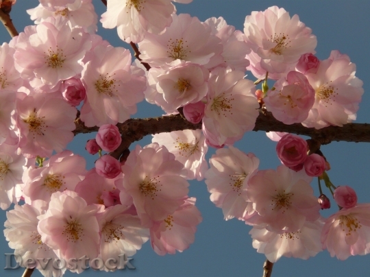 Devostock Plum blossoms unique  (11)