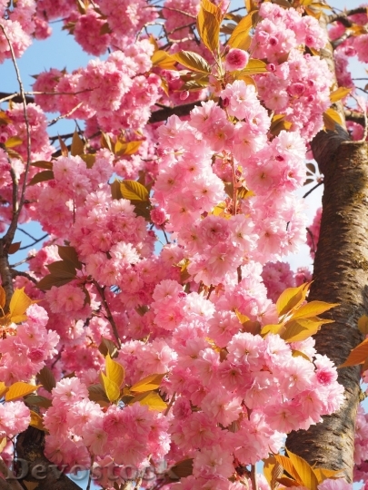 Devostock Plum blossoms unique  (116)