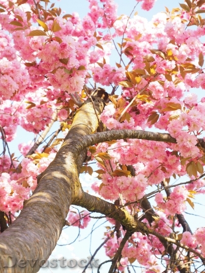 Devostock Plum blossoms unique  (117)
