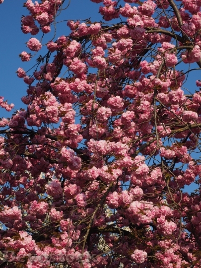 Devostock Plum blossoms unique  (118)