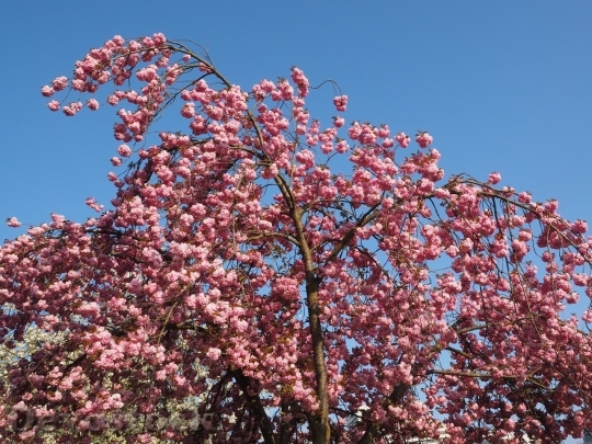Devostock Plum blossoms unique  (121)