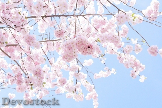Devostock Plum blossoms unique  (124)