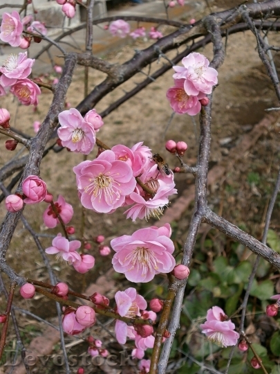 Devostock Plum blossoms unique  (125)