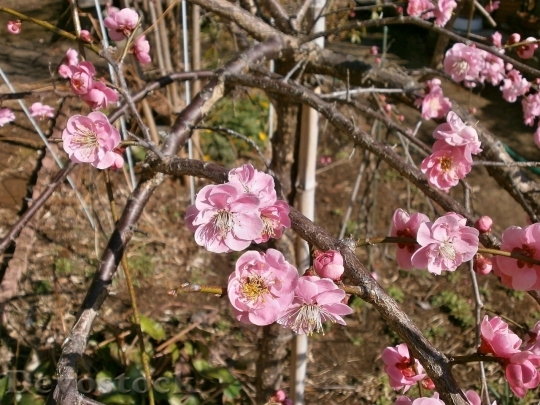 Devostock Plum blossoms unique  (126)