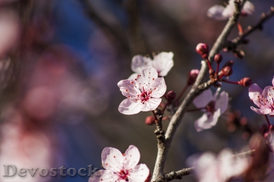 Devostock Plum blossoms unique  (127)