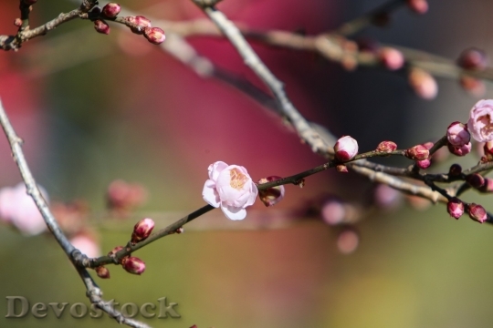 Devostock Plum blossoms unique  (130)